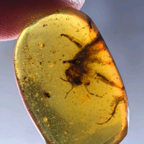 Amber from Myanmar with insect inclusion, new, fossilized