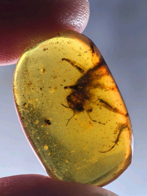 Amber from Myanmar with insect inclusion, new, fossilized