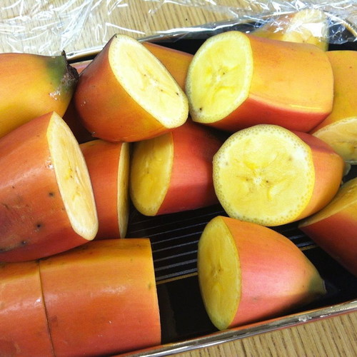 Musa acuminata Red Dacca red banana seeds, pack of 20