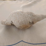 Triton sea shell used, old