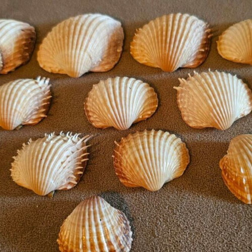 Acanthocardia seashells pack of 14 like new