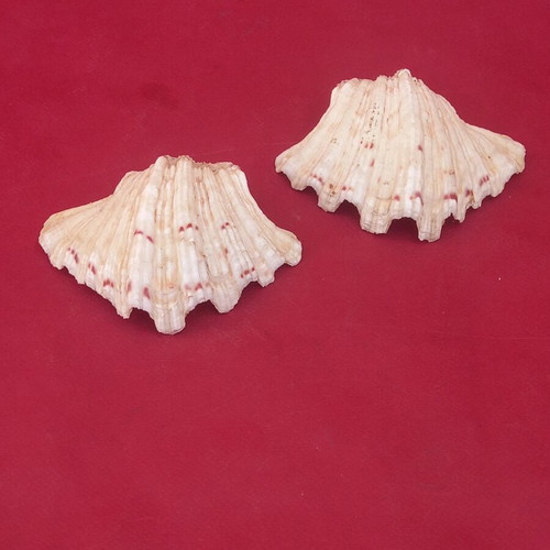 Clam shell pair, 8×12 cm