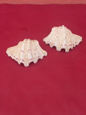 Clam shell pair, 8×12 cm