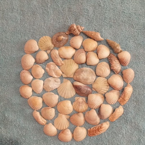Natural seashells varnished, pack of 50, like new
