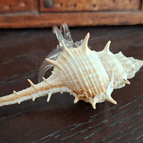 Decorative collection of real shells with crystal new