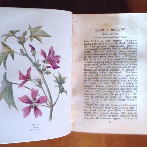 British Wild Flowers In Their Natural Colours And Form used book
