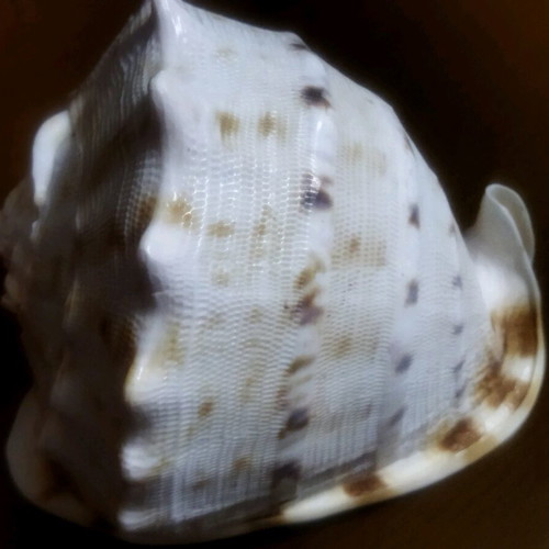 3 Large shells. (1) basil. AUTHENTIC