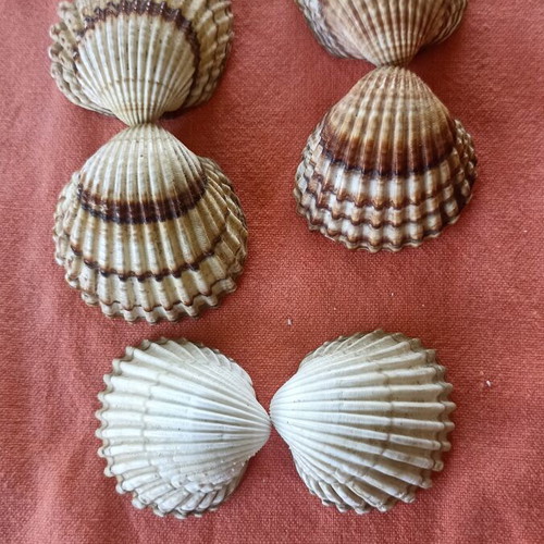 Nautical Decor Set 3 Natural Double Cockle Shells Acanthocardia like new