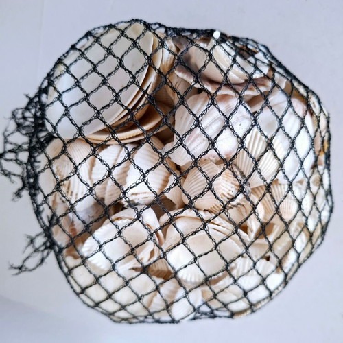 Natural clam shells 750g in original packaging