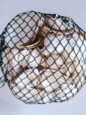 Natural clam shells 750g in original packaging