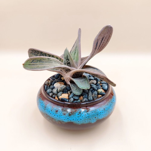 Gasteria ‘Little Warty’ in ceramic pot new