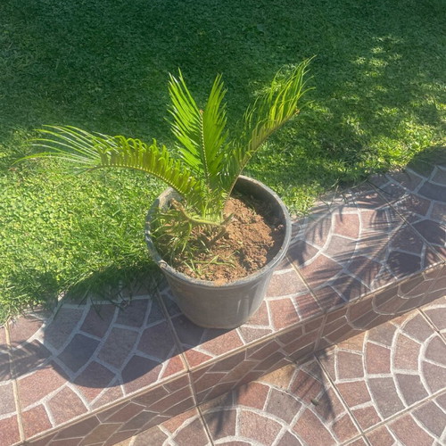 Cycas in pot