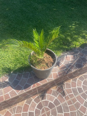 Cycas in pot