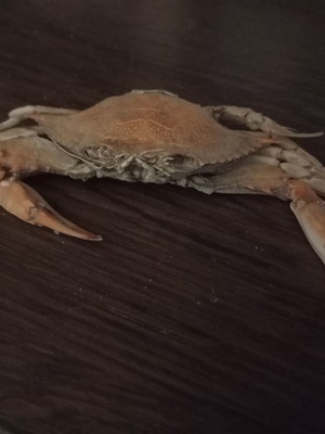 Dried sea crab like new, ideal for decoration