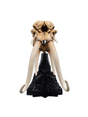Lord of the Rings Weta Mumak Skull 15cm