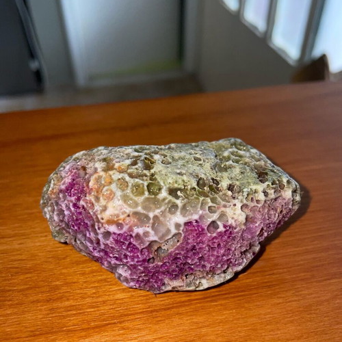 Fossilized coral in limestone new, natural stone
