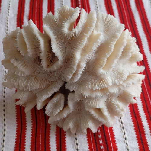 Natural white coral like new, 20×17 cm, 560g