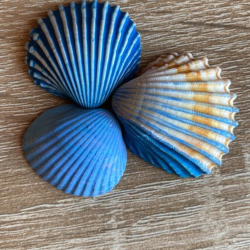 Decorative seashells hand-painted set of 18 with acrylic colors