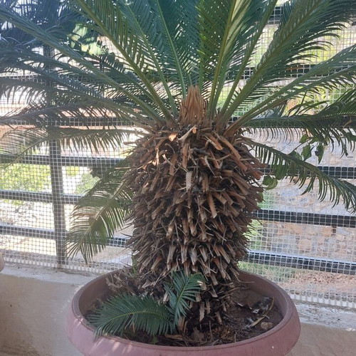 Tsikas plants used, set of 2, 15 years old