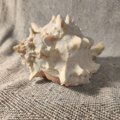 Pink Murex seashell like new, 11x7x8 cm