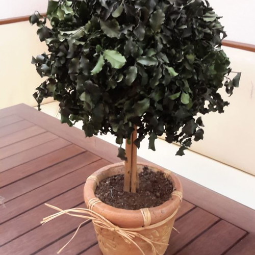 Decorative plant new in clay pot handmade