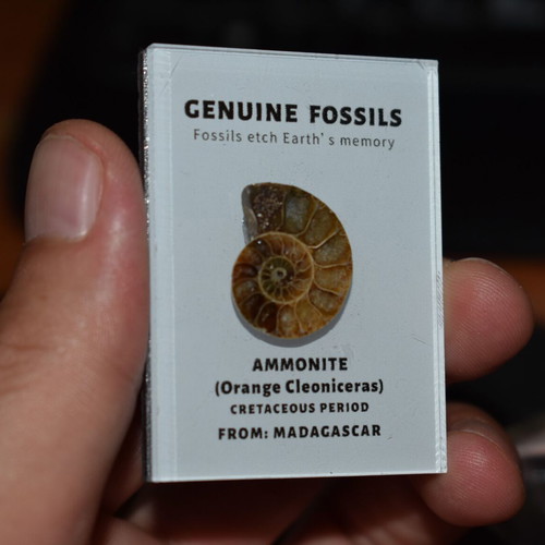 Ammonite fossil like new