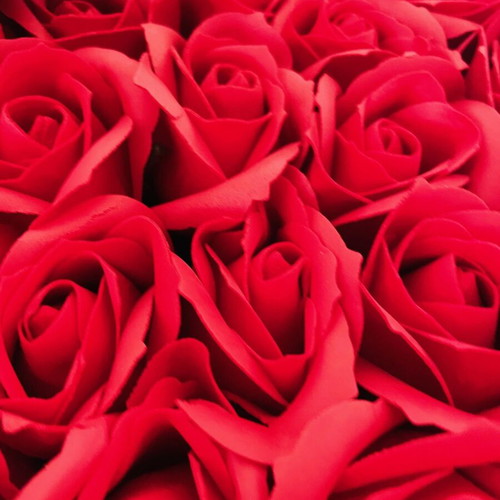 Petridis 23 roses new, not sprayed