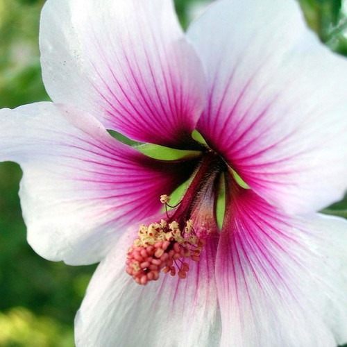 Hibiscus plant seeds mix colors, pack of 20