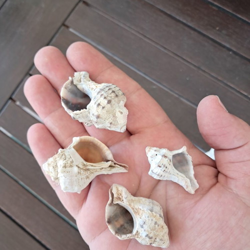 Natural seashell collection like new, pack of 20, various sizes