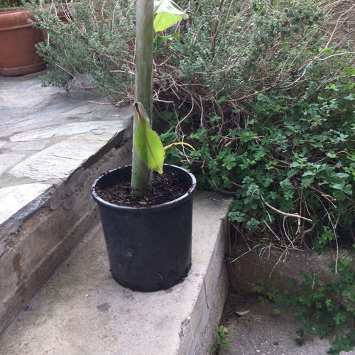 Banana plant new, height 60 cm