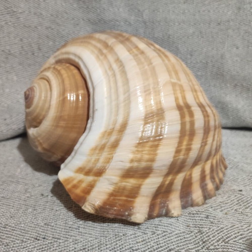 Tonna Galea seashell new