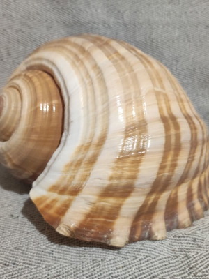 Tonna Galea seashell new