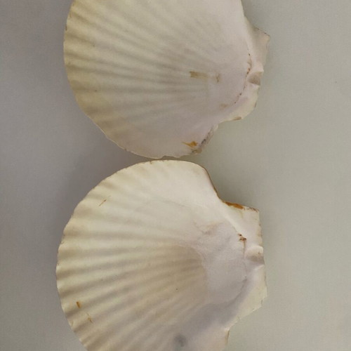Set of 4 large decorative scallop shells like new