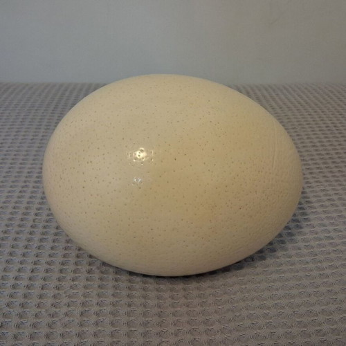 Ostrich Egg used for Decoration or Decoupage