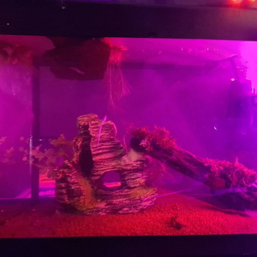 Aquarium used, 8-9 liters with filter and accessories