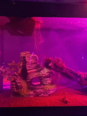 Aquarium used, 8-9 liters with filter and accessories