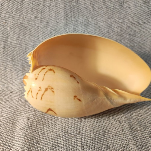 Melo Melo shell like new, 17x8x7 cm