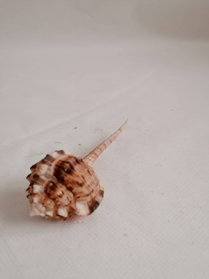 Conch shell used, natural 10cm
