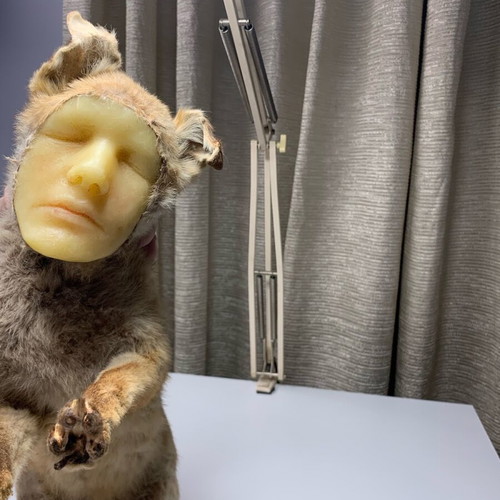 Vintage fox with wax human face used