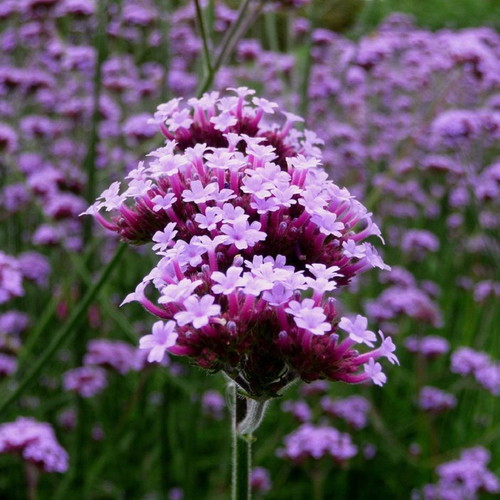 Verbena Purpletop Vervain perennial ornamental plant seeds, 30 pcs