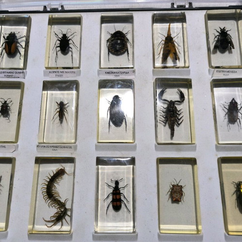 Deagostini real insects used collection, 39 pieces