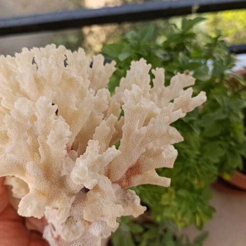 Vintage natural coral decoration 20×15 cm used, authentic
