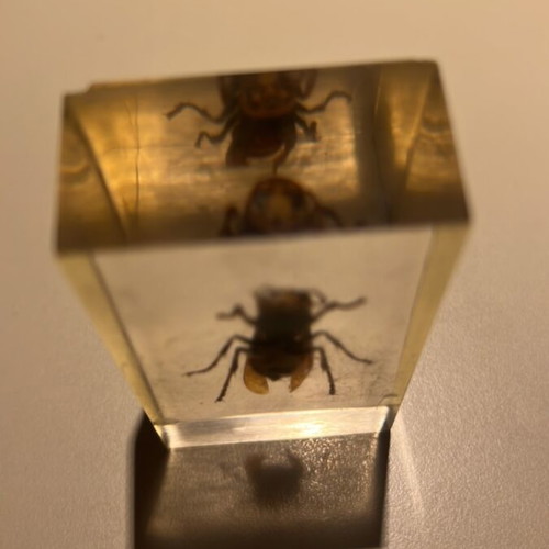 Wasp in resin used, De Agostini insect collection