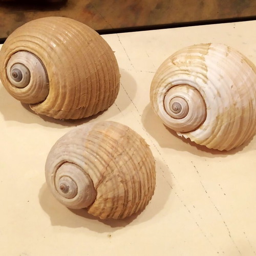 Tonna Galea shells or Bouhona, pack of 3, excellent condition
