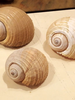 Κοχύλια Τόννα (Tonna Galea) ή Μπουχώνα, σε άριστη κατάσταση, πακέτο 3 τεμαχίων