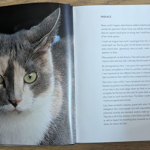 Cats in Cyprus Encounters book by Voula Kokkinou