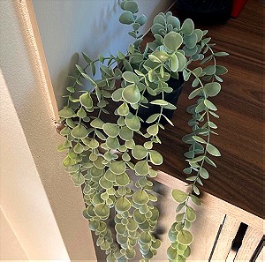 FEJKA τεχνητό φυτό σε γλάστρα εσωτ./εξωτ. χώρου κρεμαστό/ευκάλυπτος, 9 cm ΙΚΕΑ