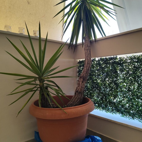 Yucca plant with two trunks, 2.05m height, with pot