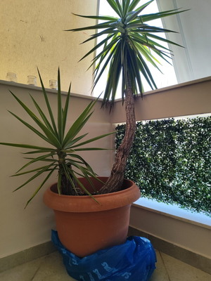 Yucca plant with two trunks, 2.05m height, with pot