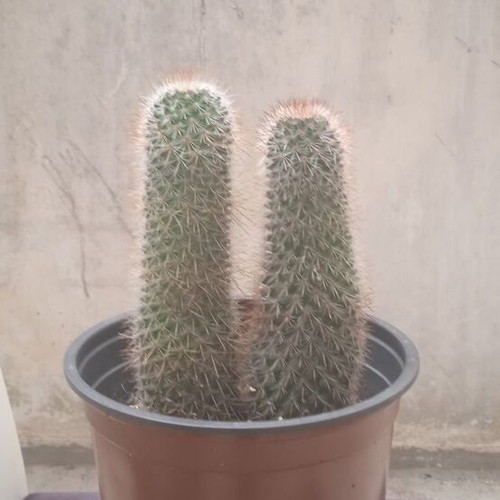 Cactus in nursery pot Mammillaria Spinosissima new